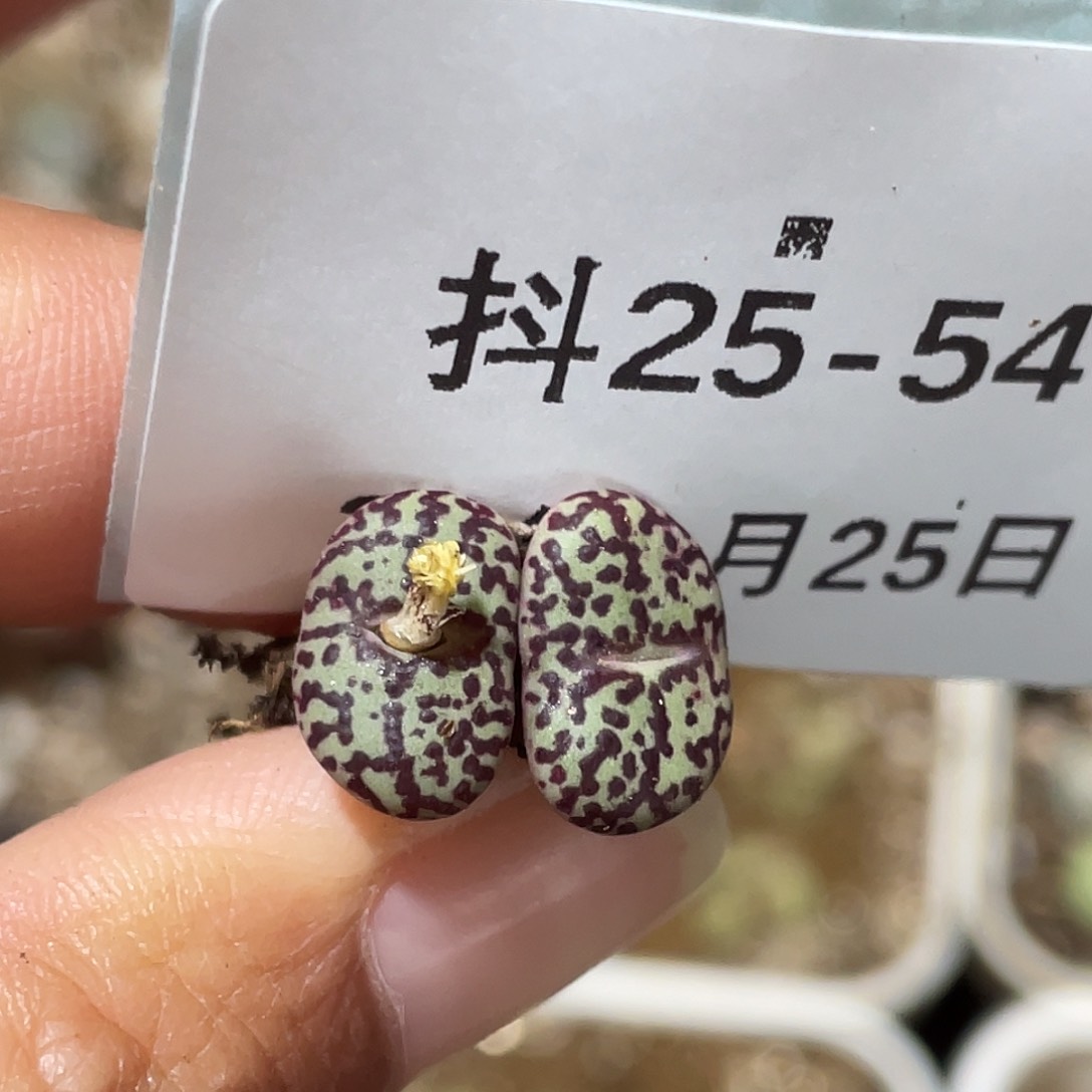 25-54安贞多肉植物