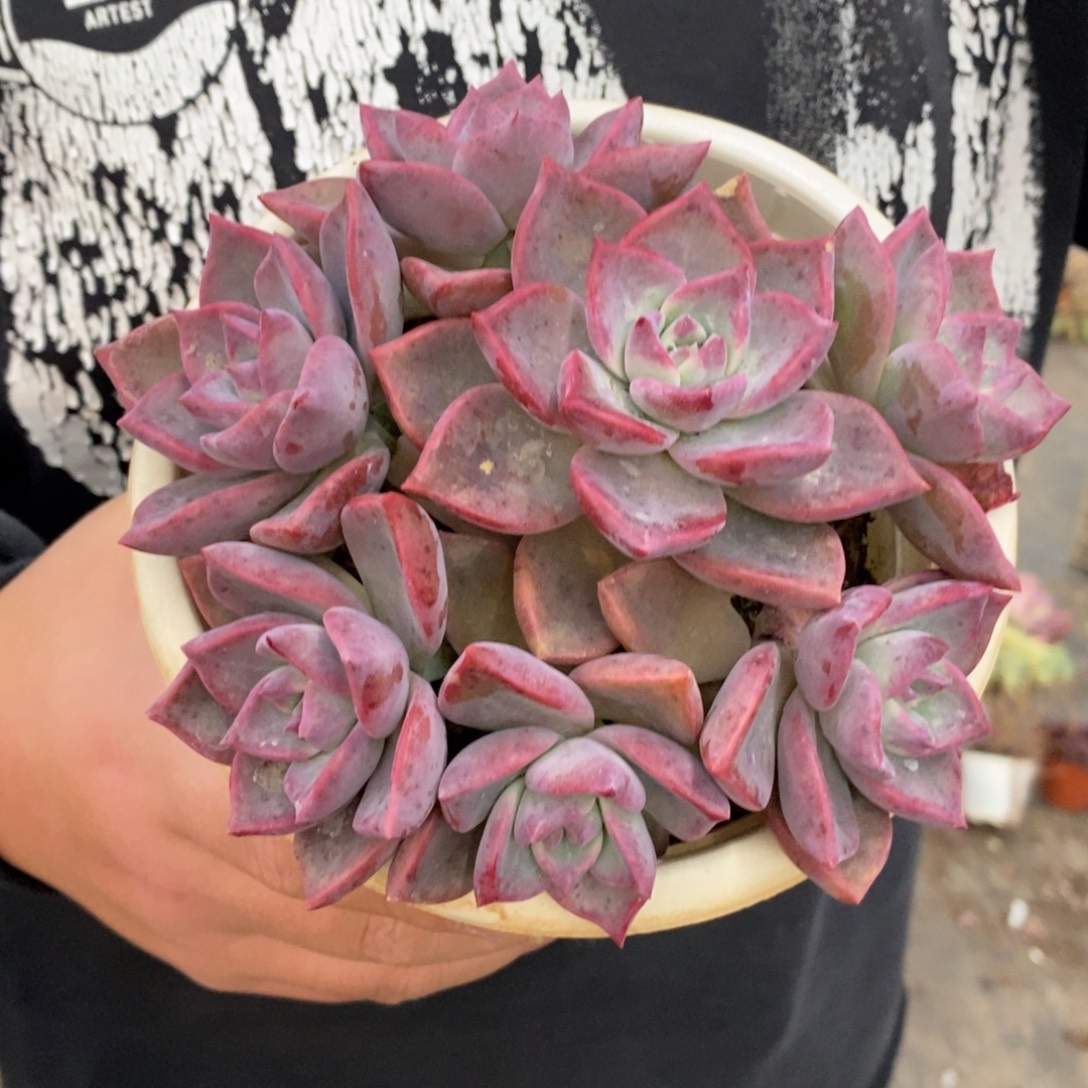 冰月六头起发整桩带盆土