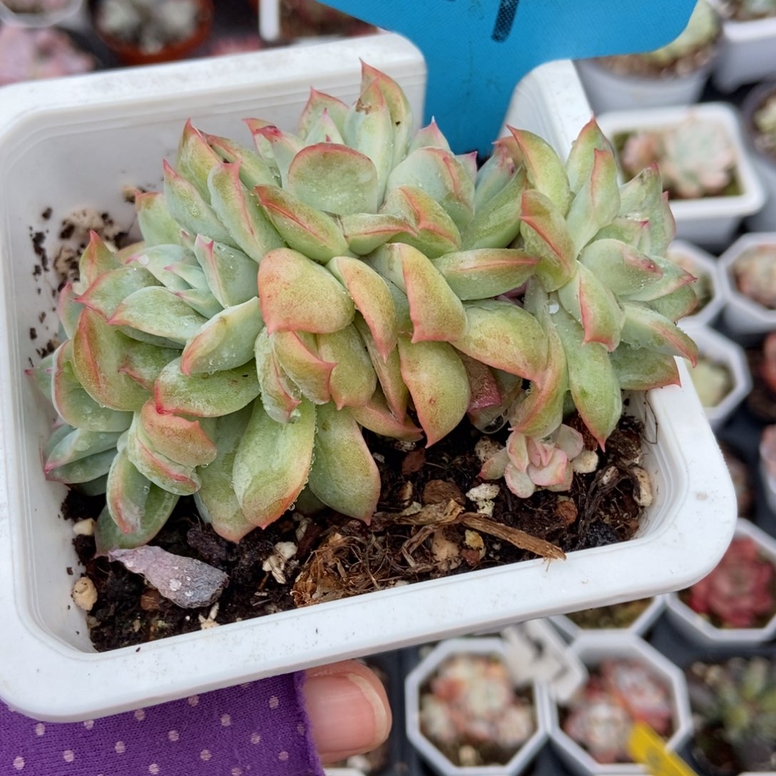 19天使玫瑰多肉植物