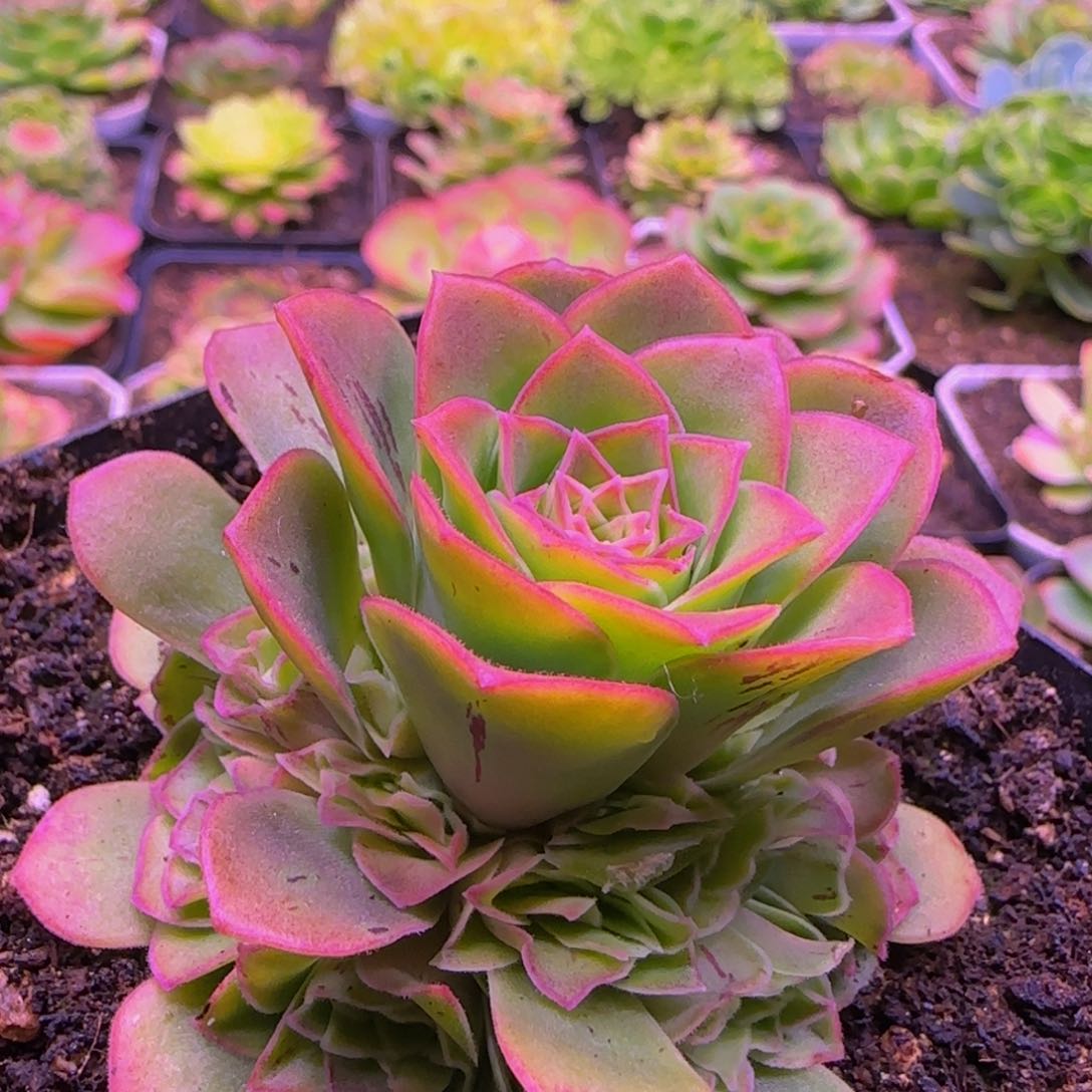 琼楼捧花1434435686868686