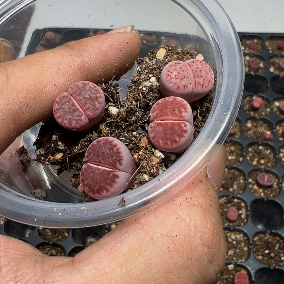 【闪购商品】路**河 1011。   长腿