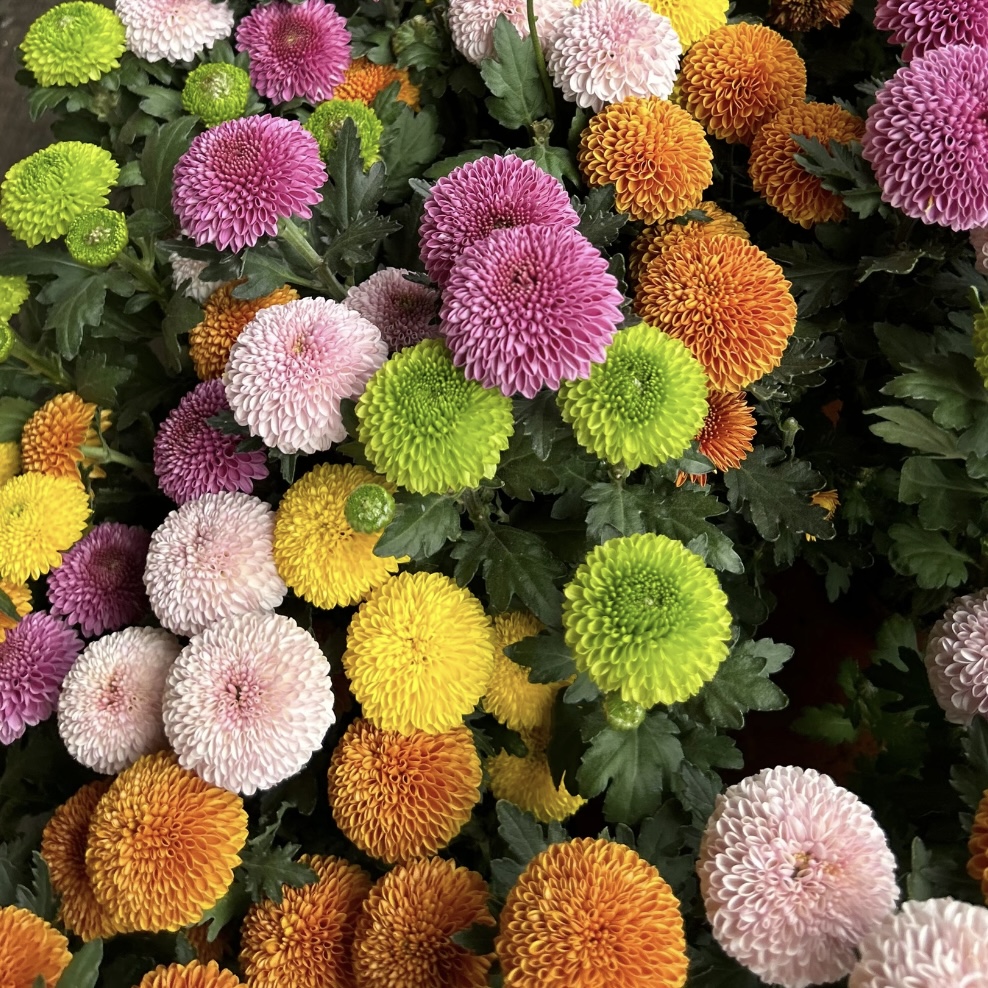 多彩乒乓菊盆栽花卉庭院阳台耐寒耐晒爆花强新手易养护