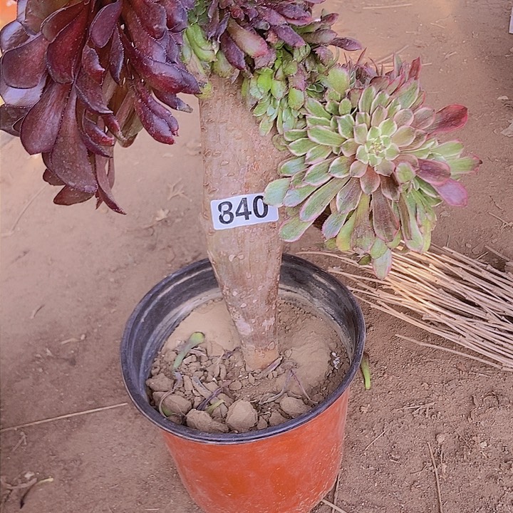 840水墨缀化老板子法师缀