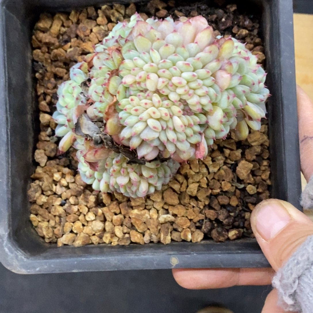 精品多肉一物一拍不包整117