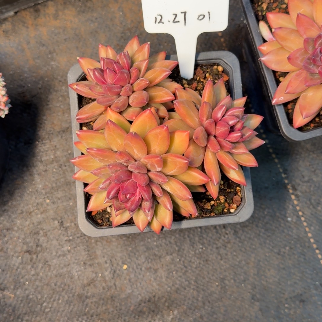 一物一拍迷雾泡泡全状态01