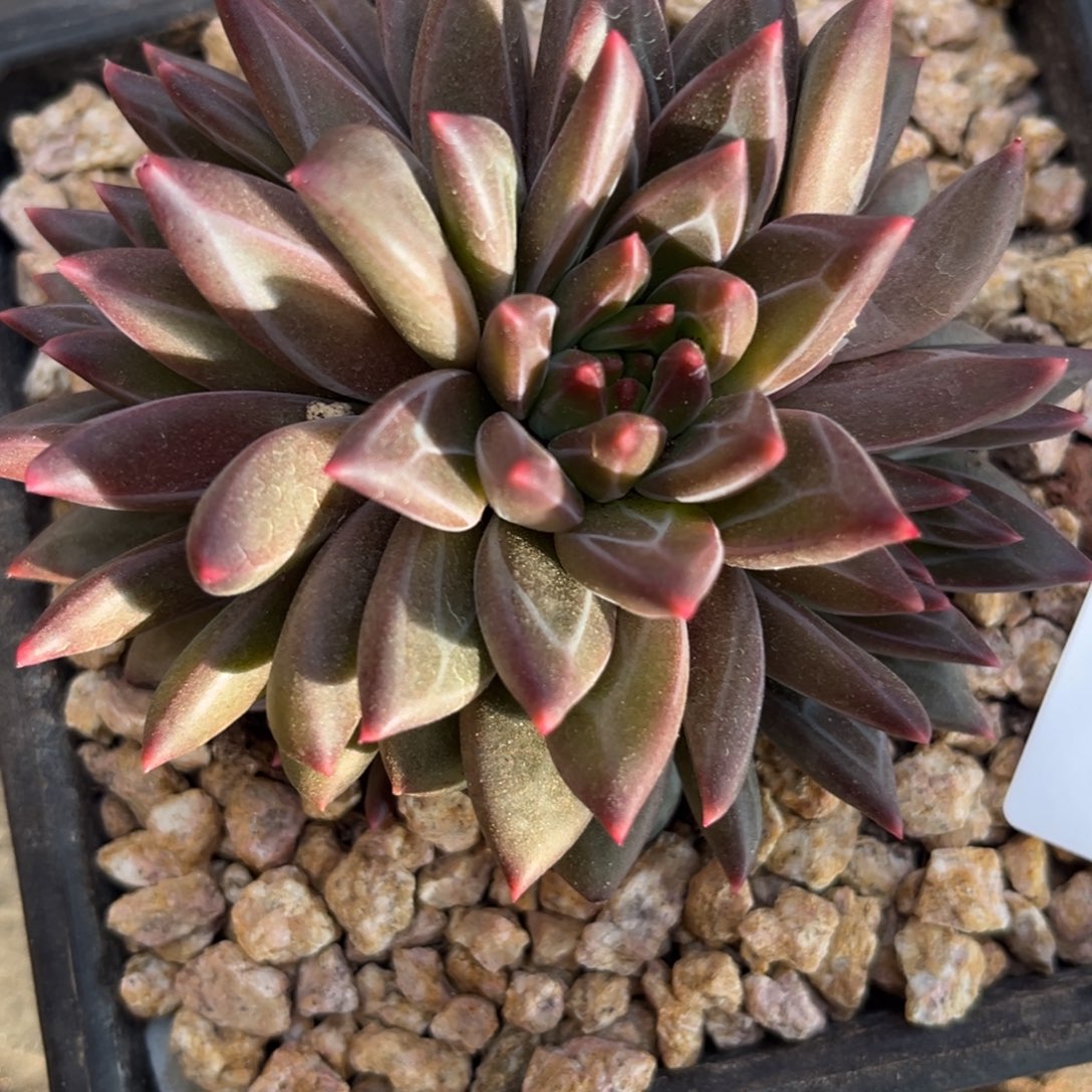 听***甜12.28-3紫晶美人111111