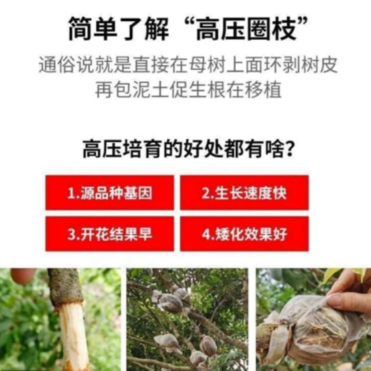 广西正宗高压苗桂味荔枝带土带叶子发货