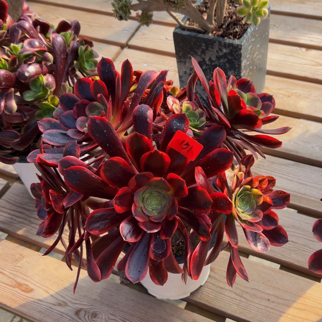 151炖肉植物发货欧嘉莉