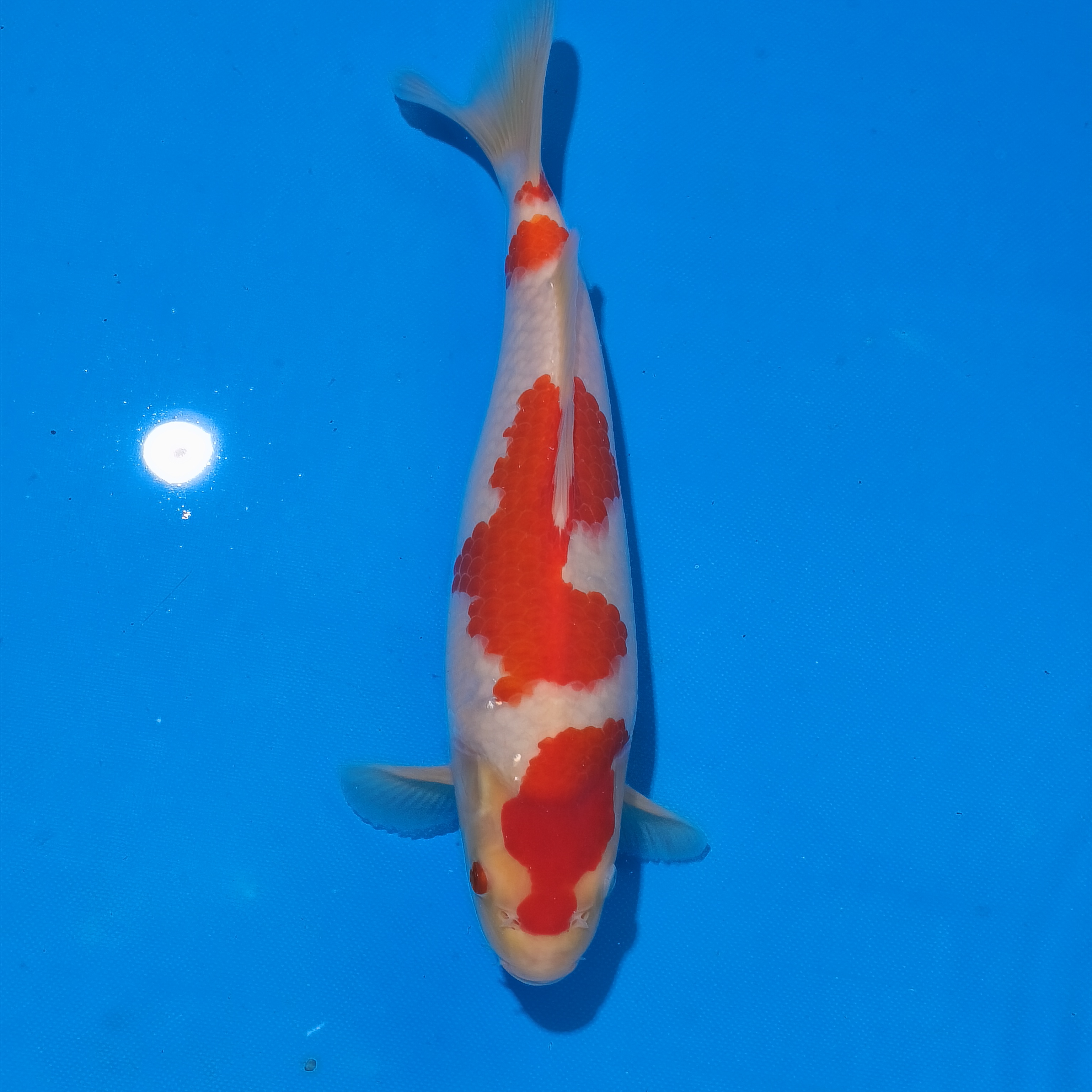 小锦润锦鲤（手术过，33cm红白）锦鲤观赏活体红白大正昭和