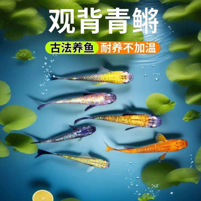 观背青鳉冷水鱼小型鱼桌面鱼新手推荐渔场直销包邮包活群游观赏鱼