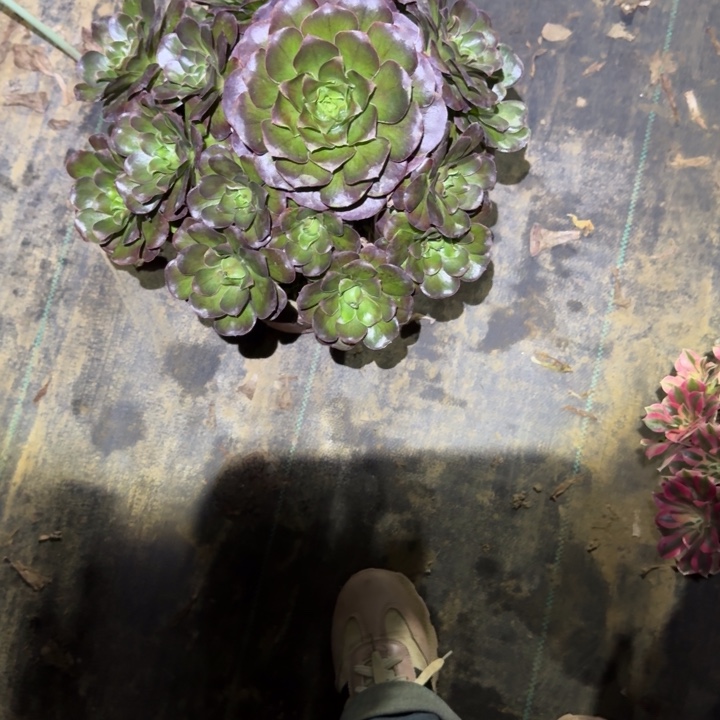 一单包邮不包侧枝45