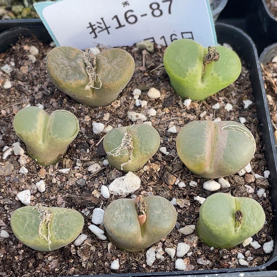 16-87混合编号风铃肉锥