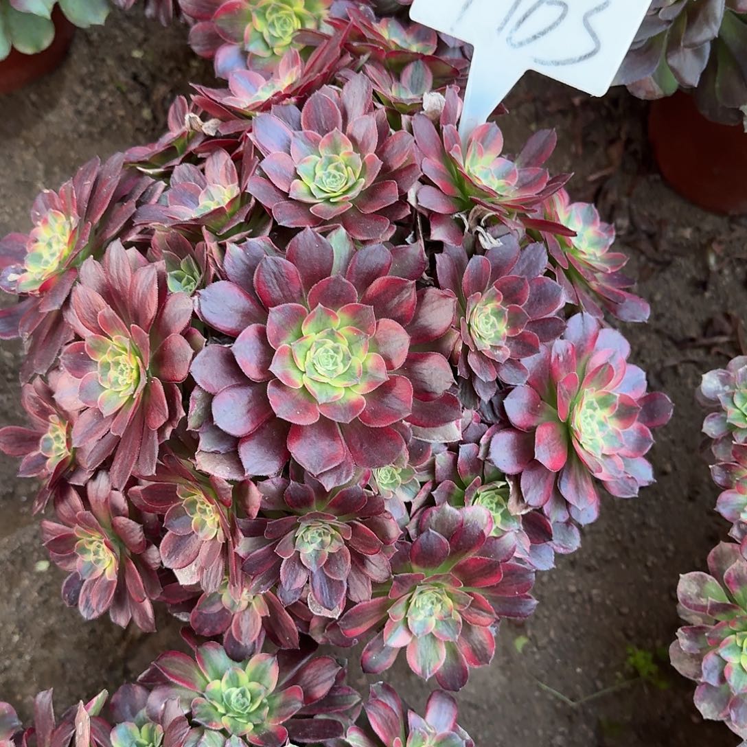 4163安娜多肉法师多肉