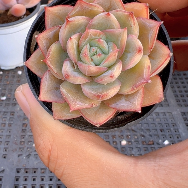 蔓越梅【一物一拍】香尔卉园艺