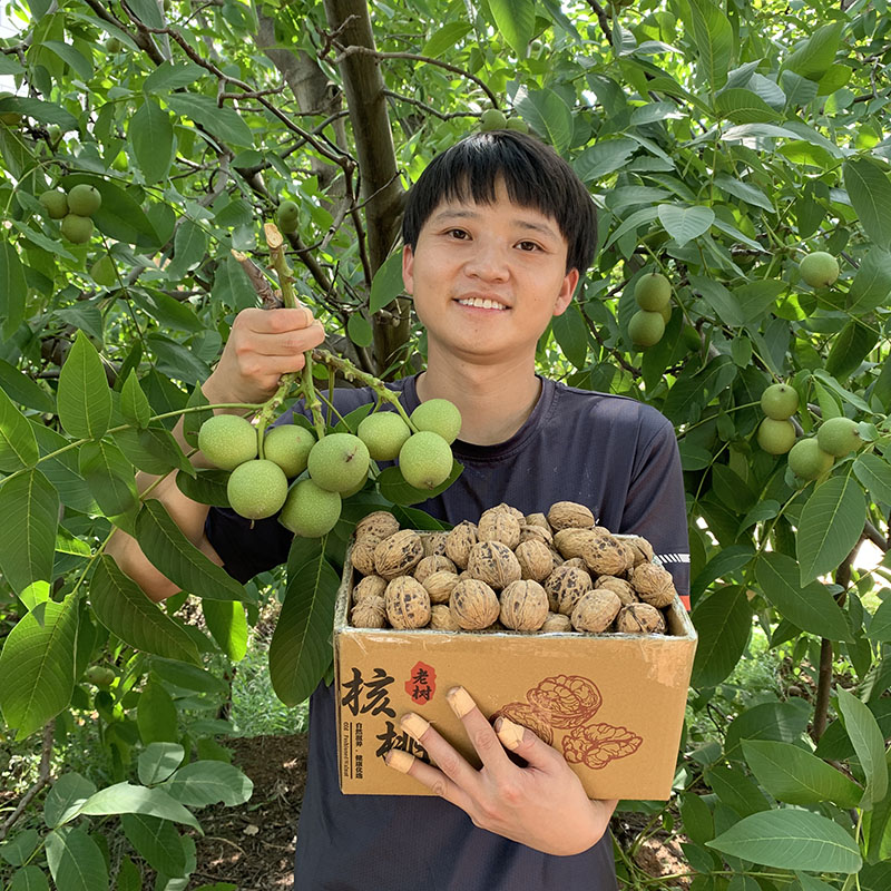顺丰包邮】大凉山新鲜湿核桃当季新鲜水果现摘去青皮今年新核桃