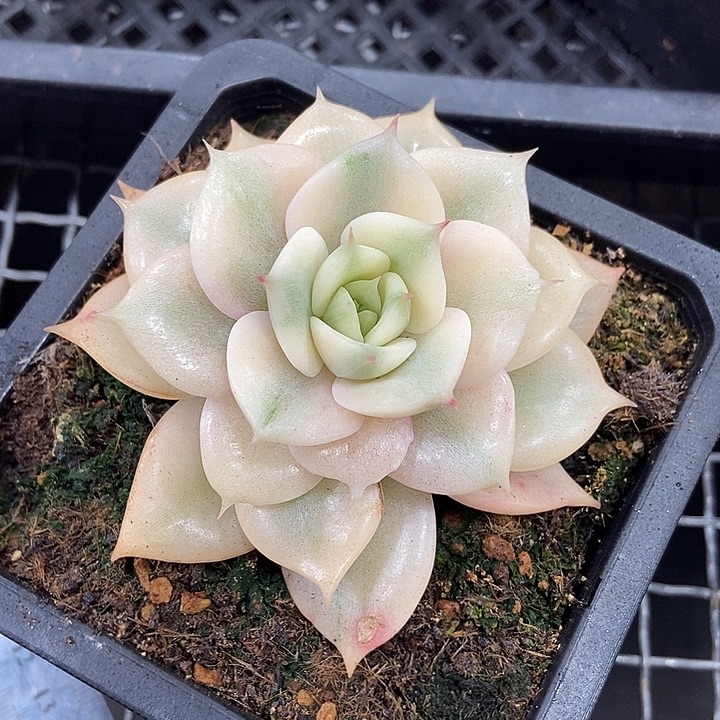 贝加尔湖锦多肉植物