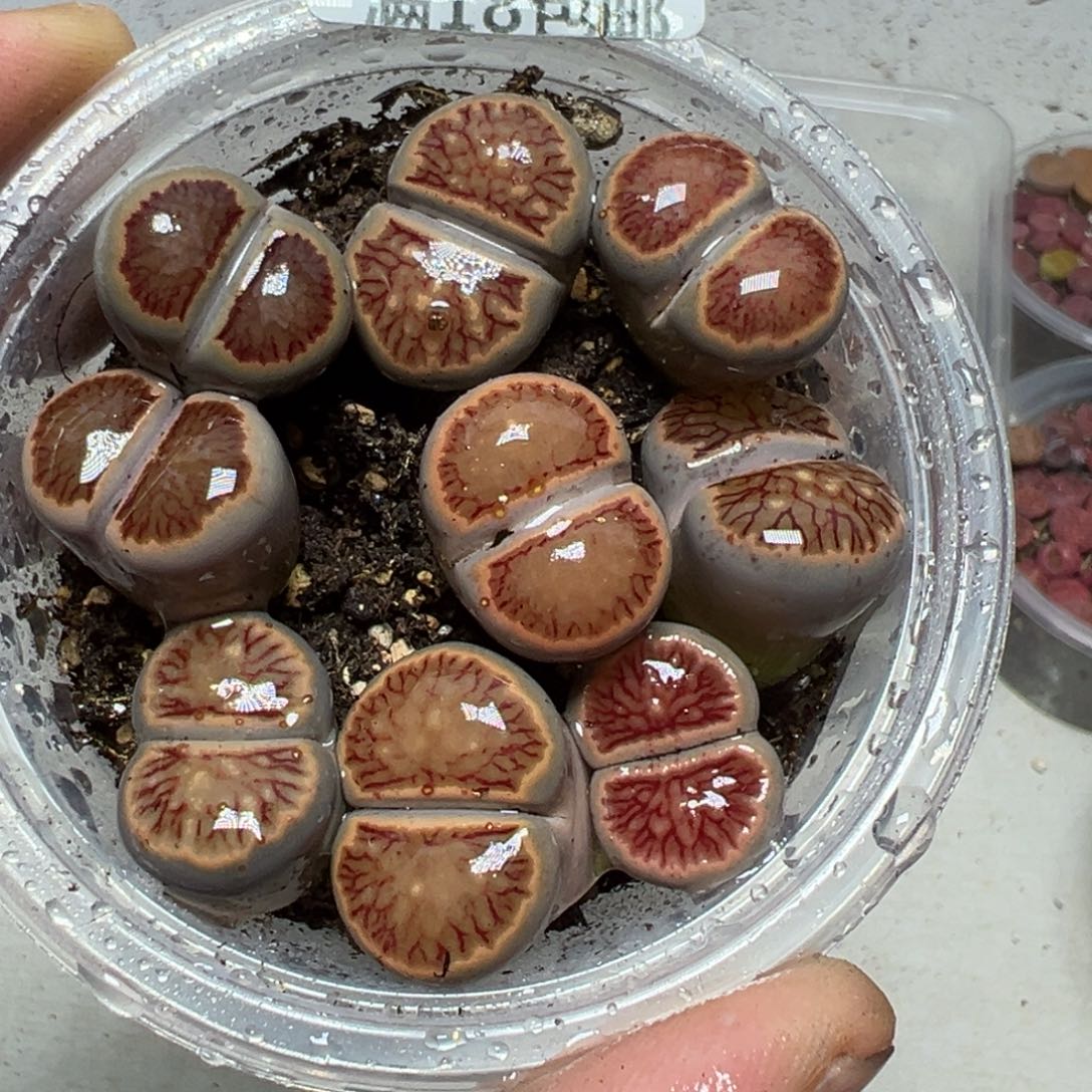 【闪购商品】 488。    