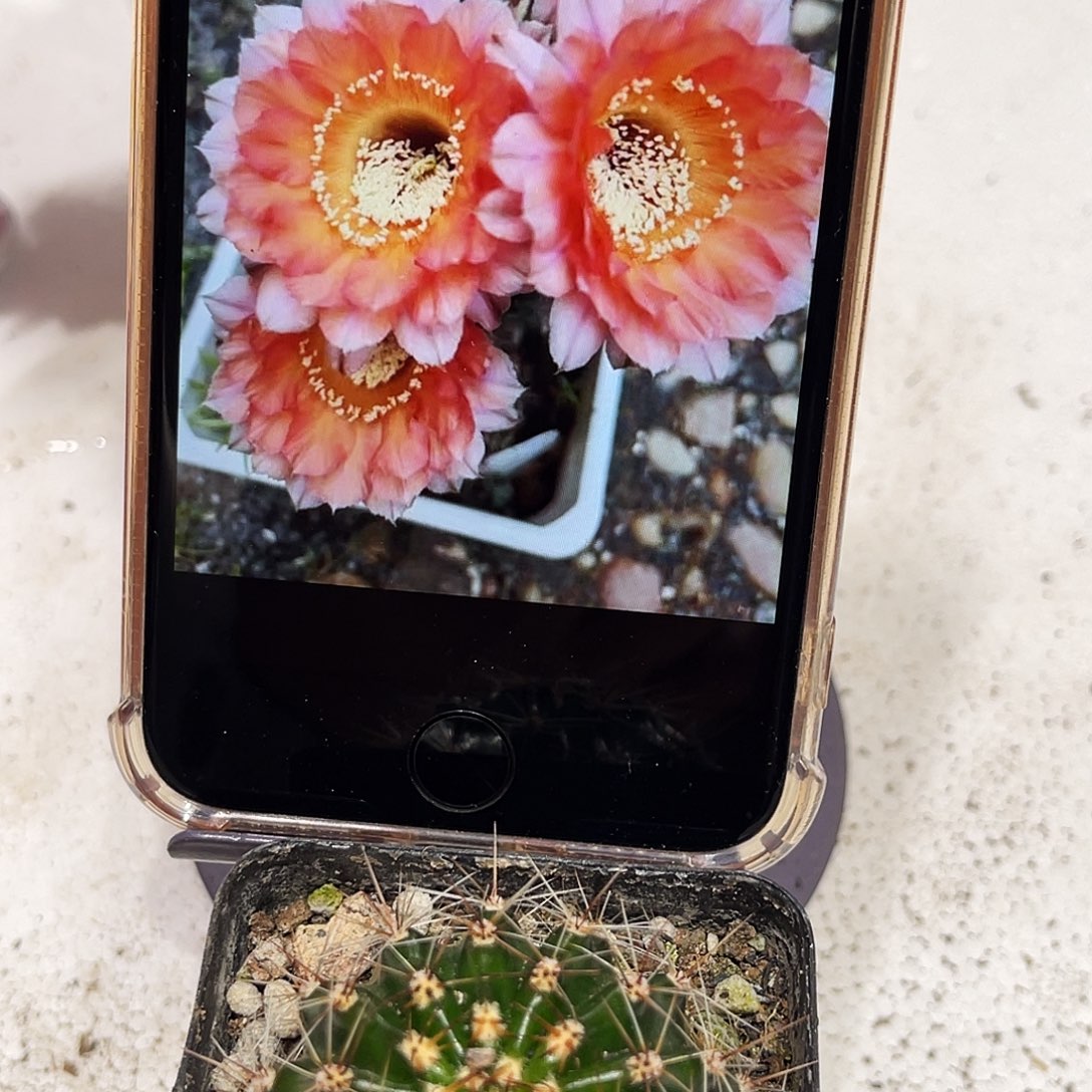 彩草云003号带根3公分左右