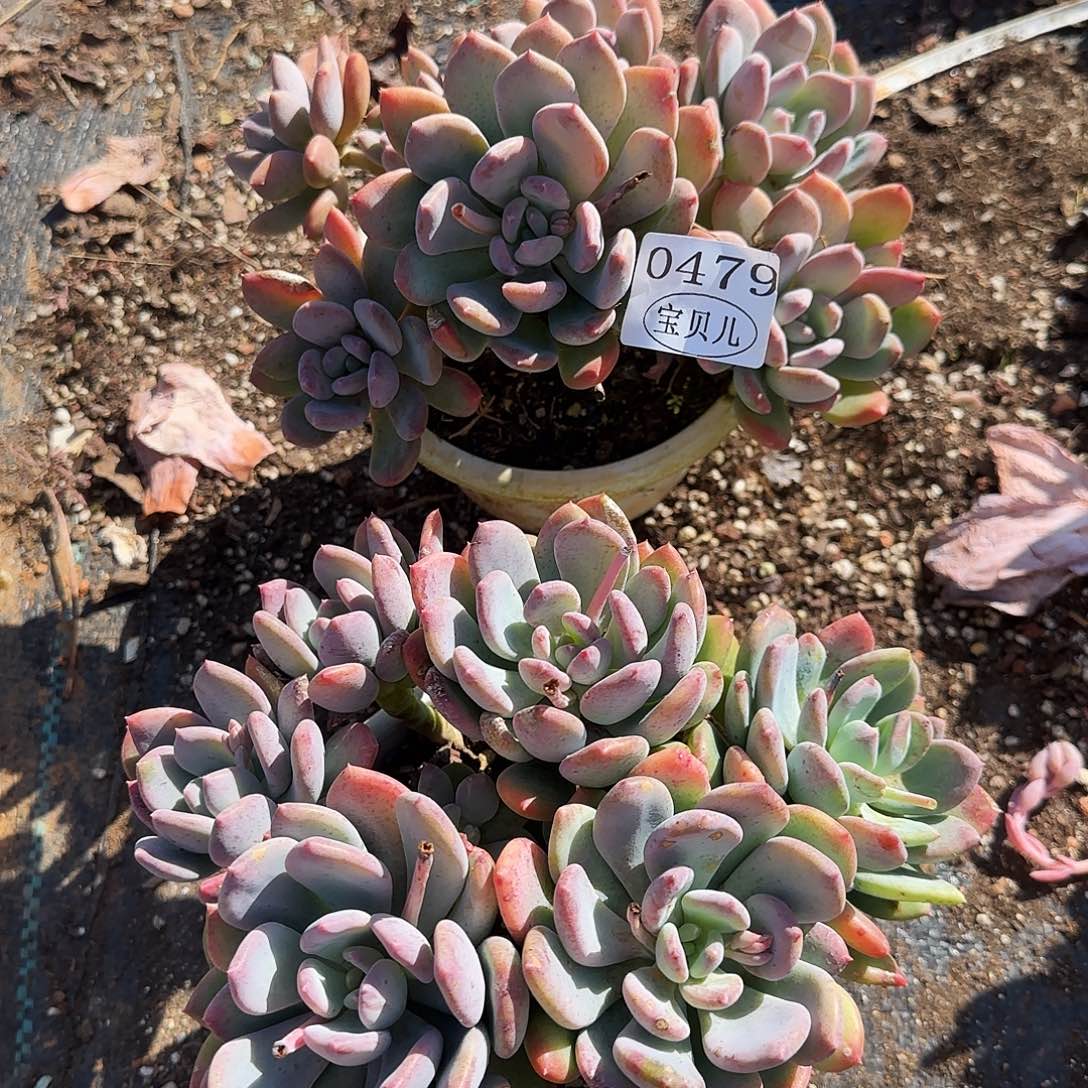 张***ღ0479包邮包邮包邮包邮包邮