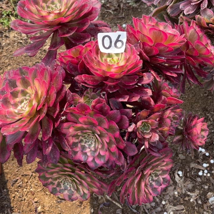 06多肉植物月蝉植物