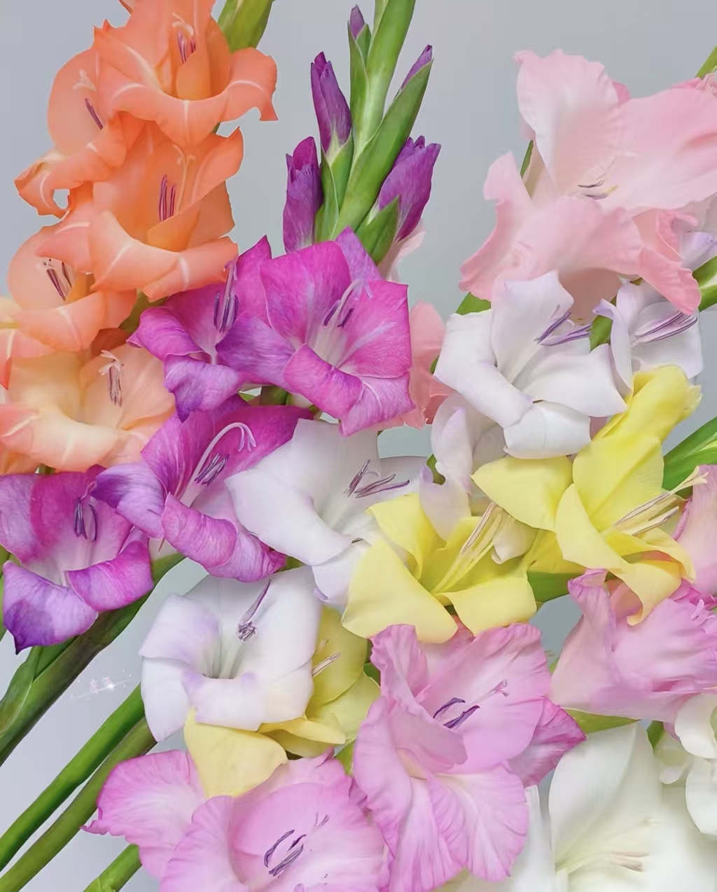 【剑兰种球】2多年生盆栽地栽易种