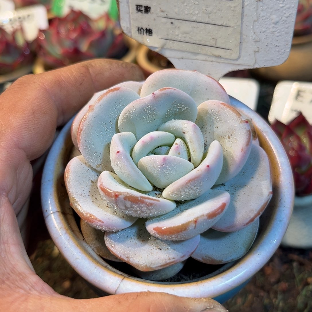 奶茶多肉植物742号多肉