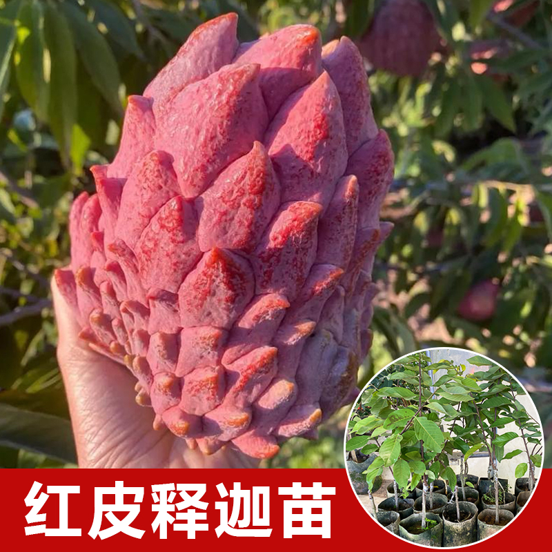 红皮释迦果苗 红皮红肉释迦果树苗  嫁接苗 好种植