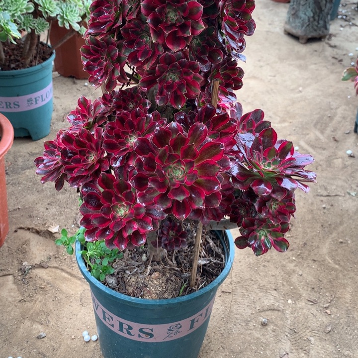 龙***厂024冰淇淋多肉植物特价