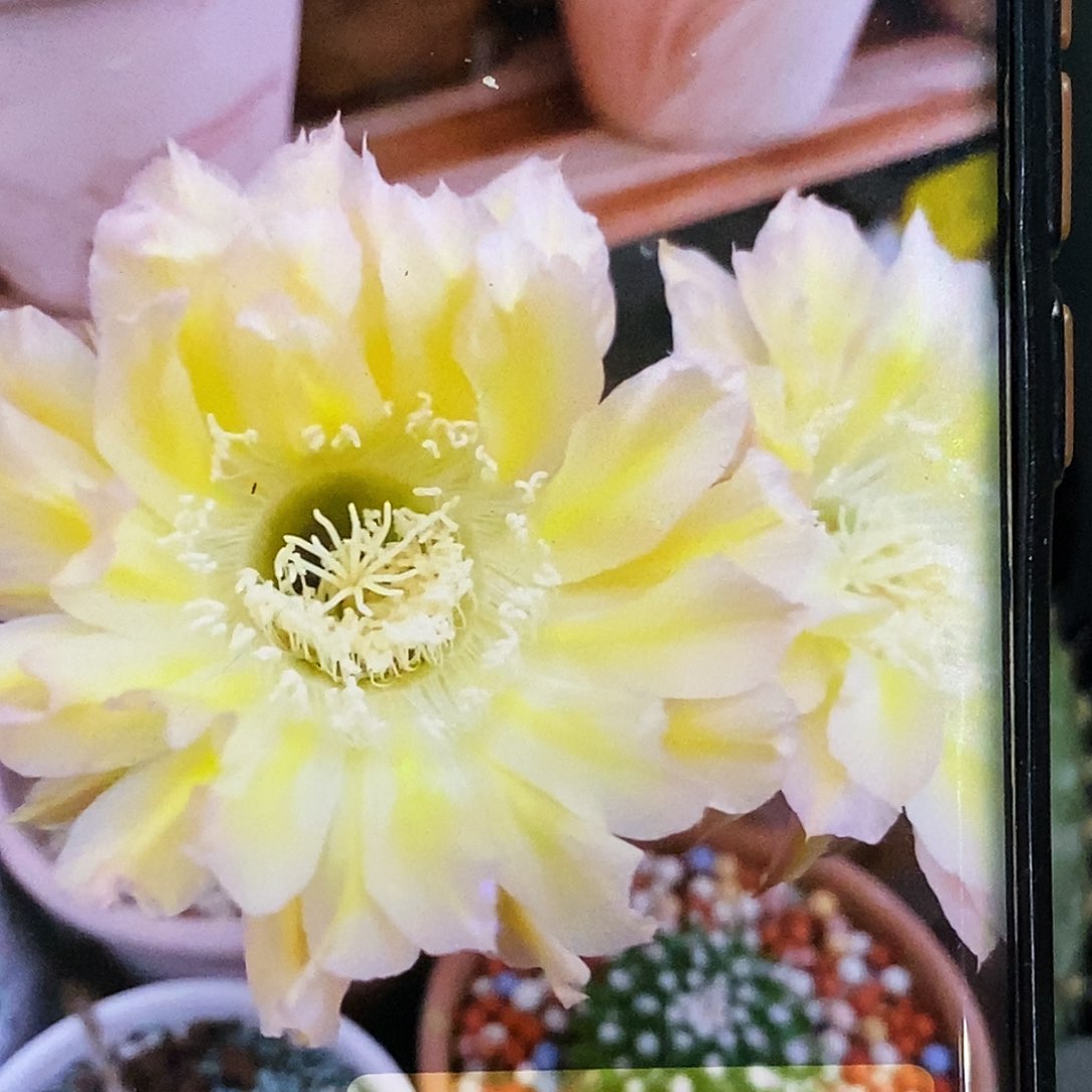 彩 温婉侧芽歪20包邮/5公分
