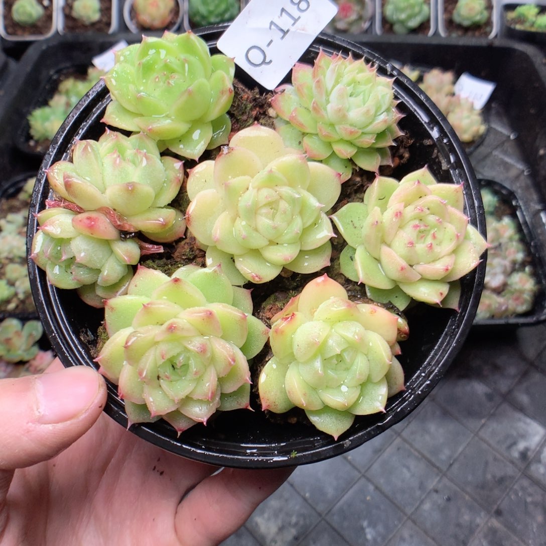 无花朵Q118yyyyyyyyyy