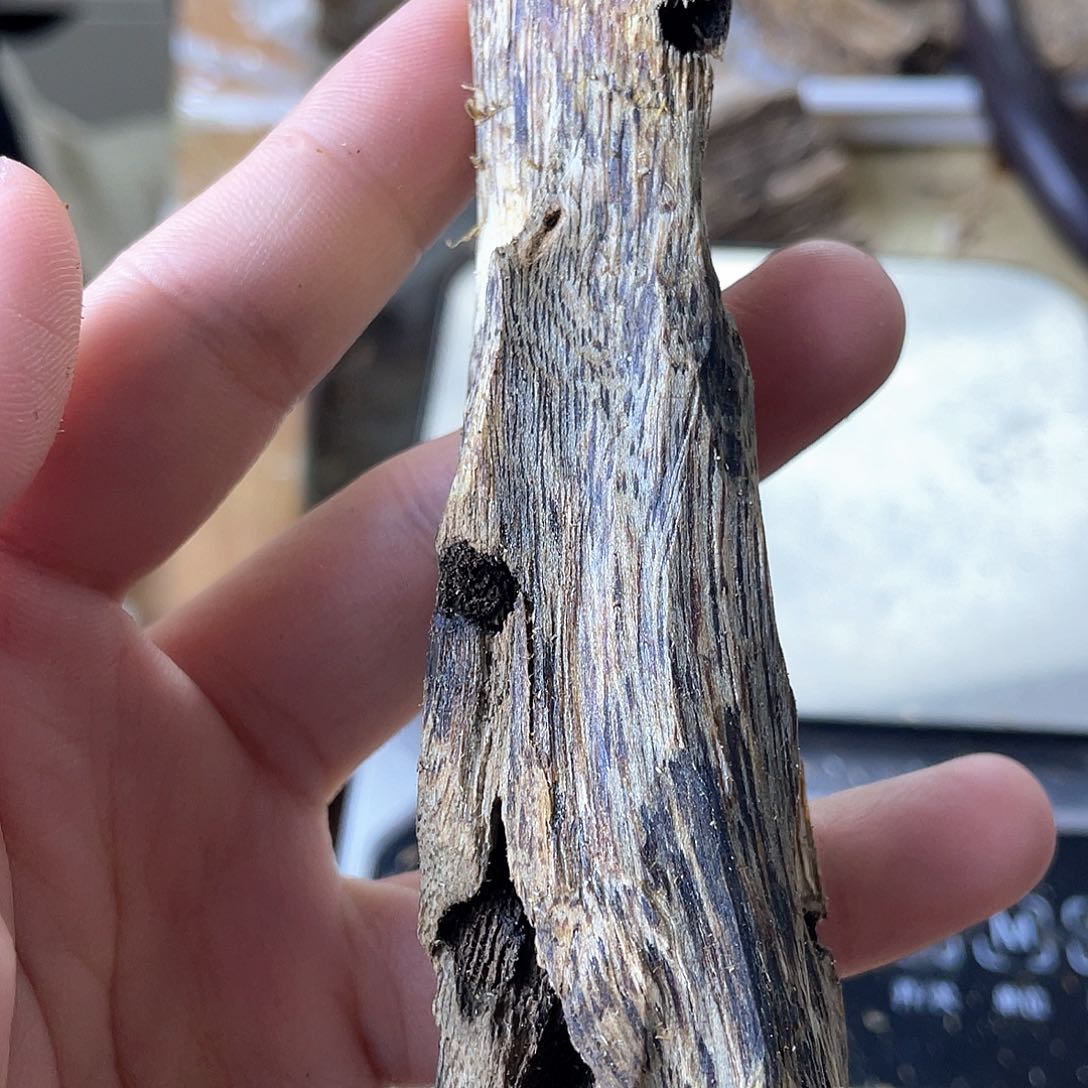 木绿奇楠原材料虫漏15克