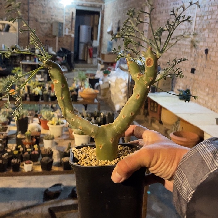 满38包邮2天凑单，脱土晾根发货多肉植物香水杨葵