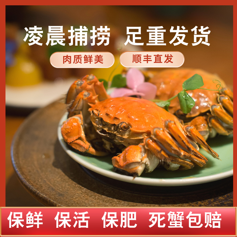 【特大蟹】辽河野生育肥蟹母蟹2.8-3.2两8只/10只/14只礼盒绑绳装