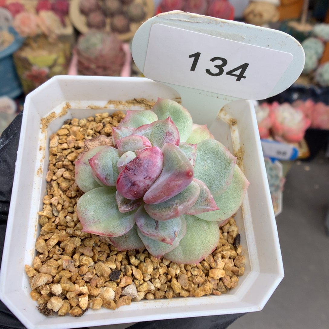 134 真不石化多肉