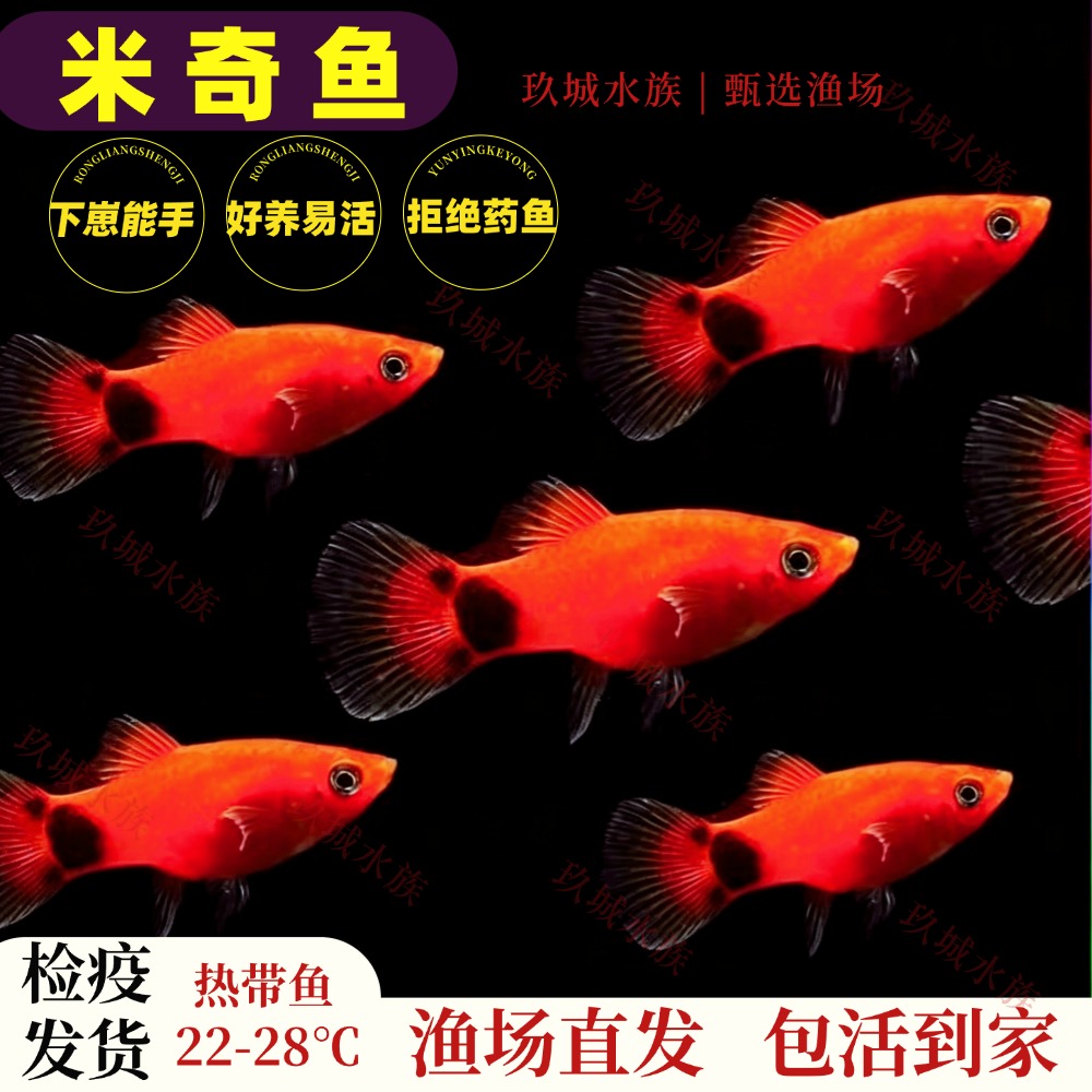 特殊米奇鱼小型皮球胎生小鱼热带观赏鱼玛丽好养猛下崽混养淡水鱼