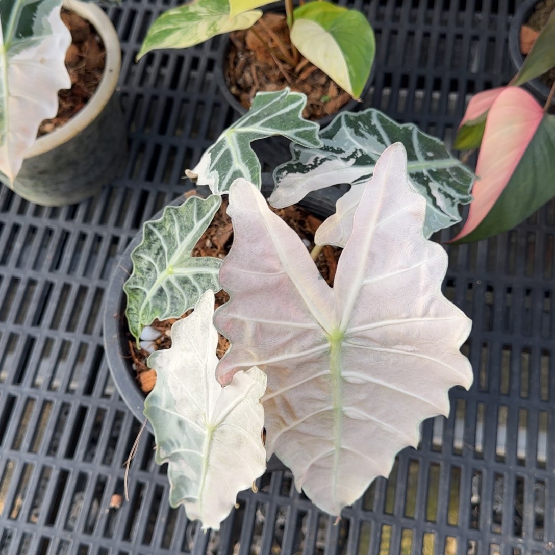 12-1130泰国发货大仙女海芋