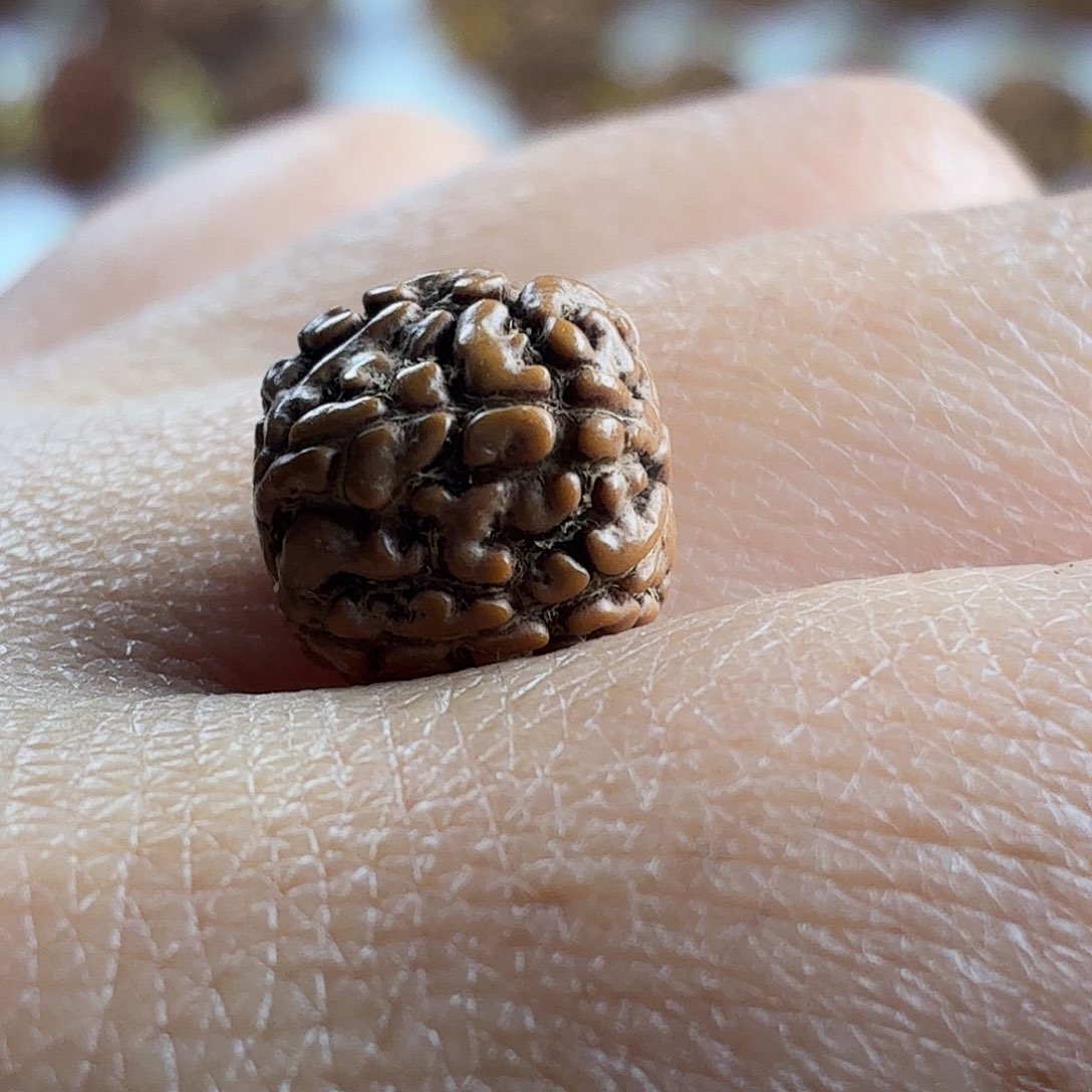 踢***踏金刚菩提手串原生态小金刚
