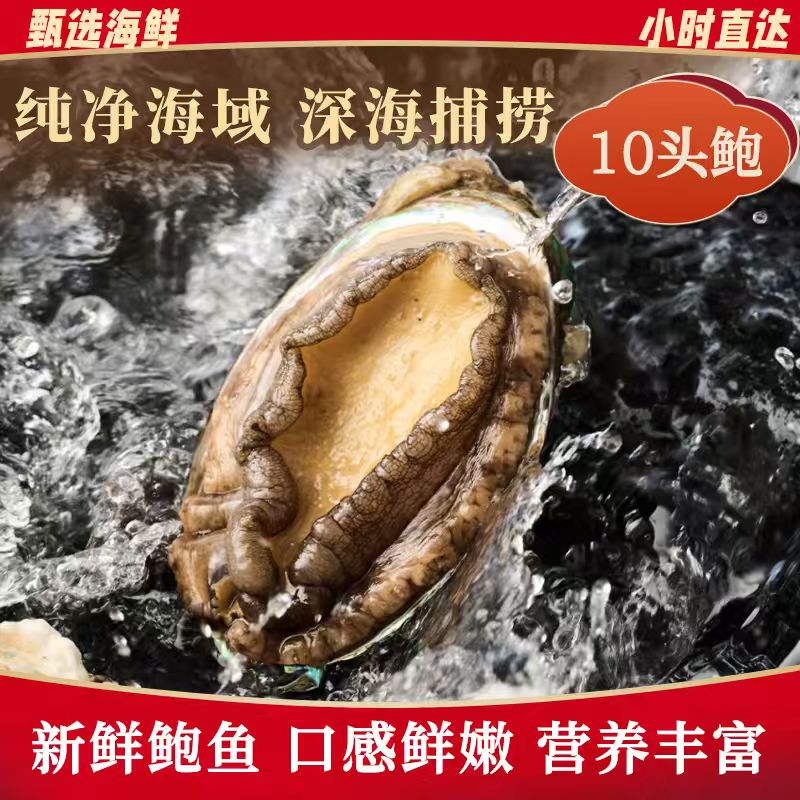 10头鲍鱼/活/9.9一只