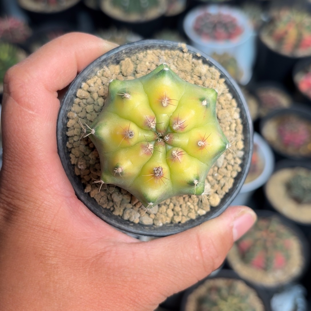 泰系粉色菠萝仙人球238