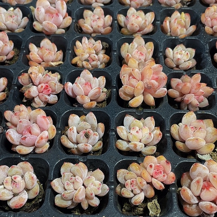 小粉笔1元带土发货