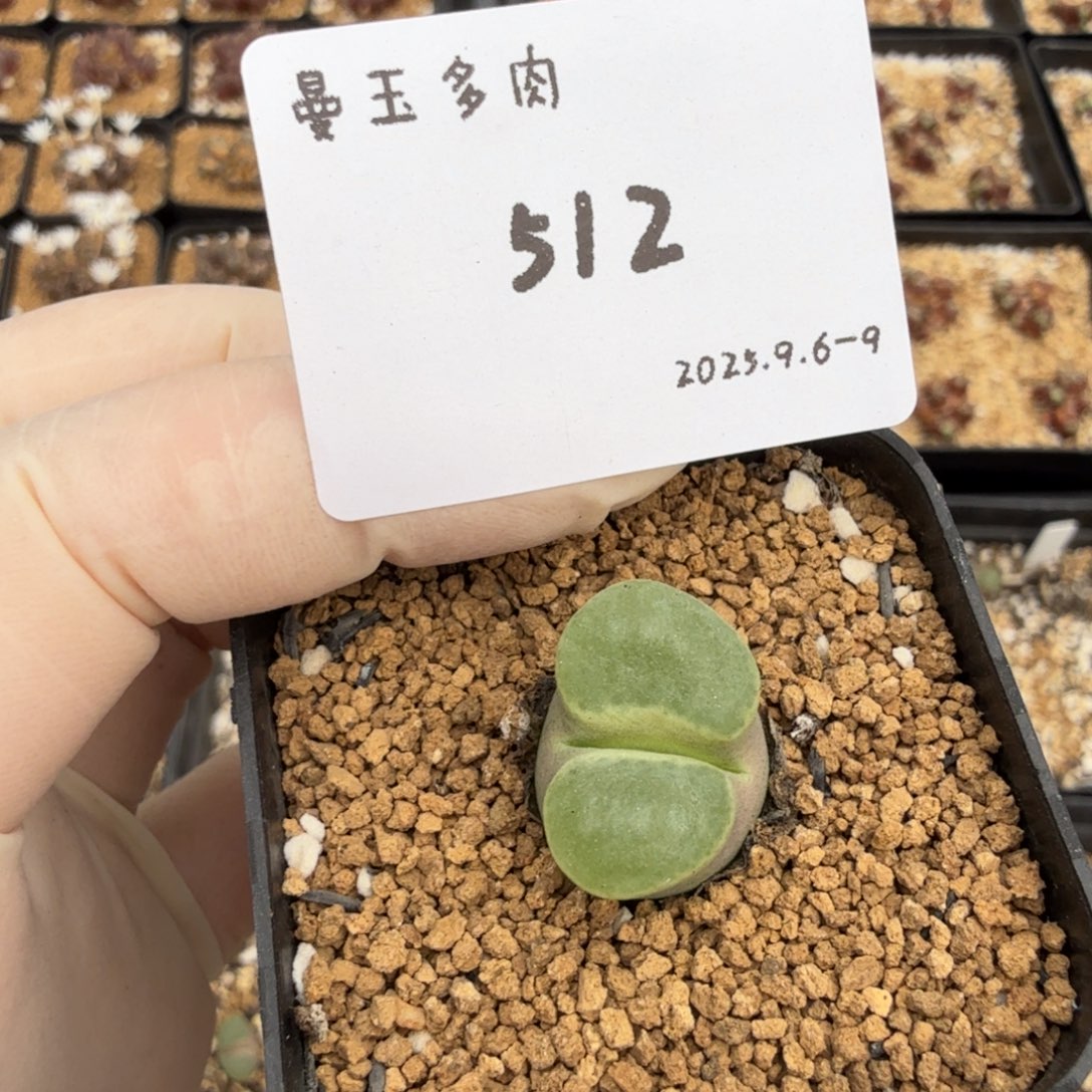 多肉多肉多肉9-512