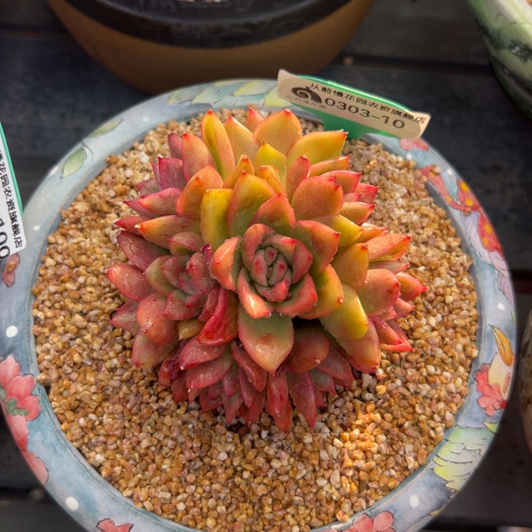 多肉一物一拍0303-10