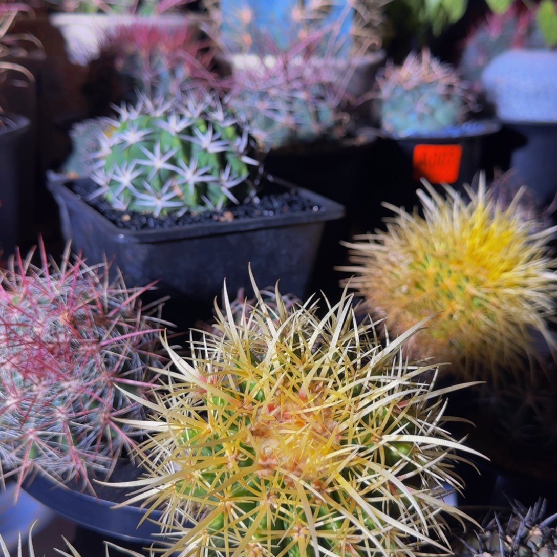 红心奇特狂刺大福利