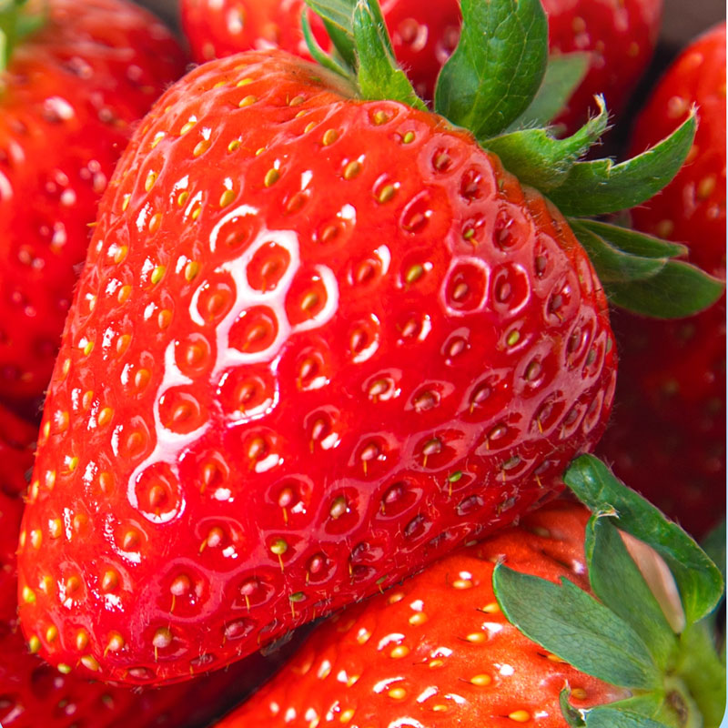 【顺丰包邮】长丰99牛奶草莓新鲜现货大果当季水果红颜奶油甜草莓