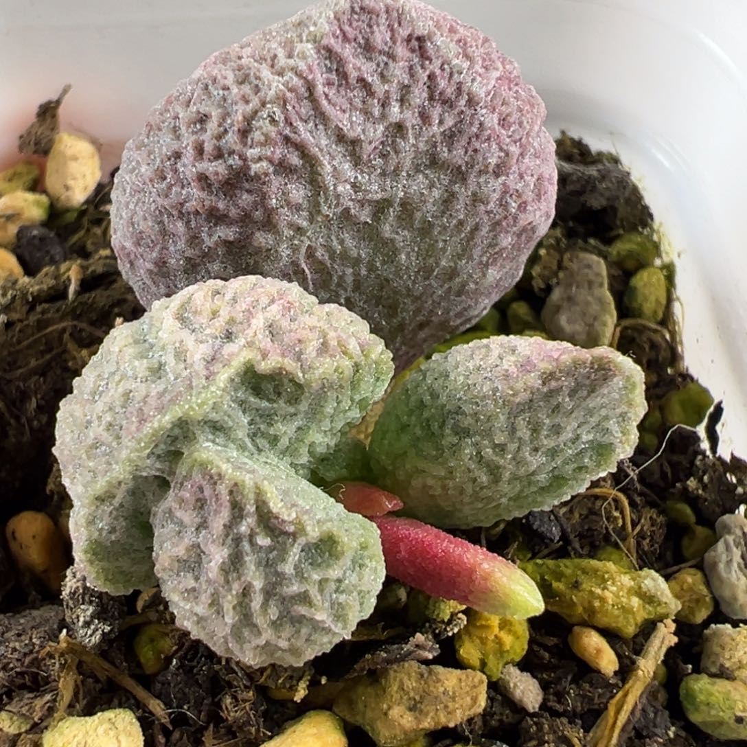 巨猪宝大苗多肉植物水泡