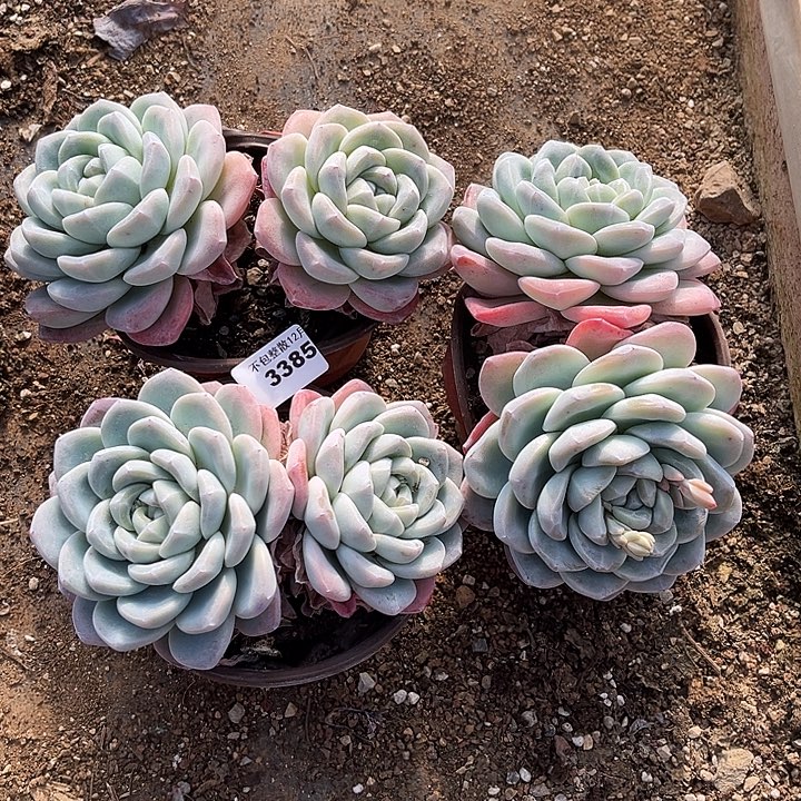 阿雅园艺。     3385