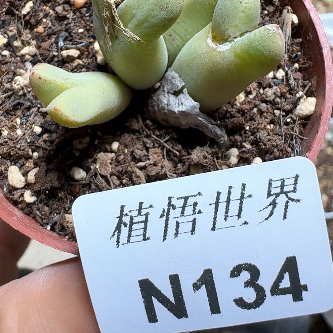 134号多肉植物哇d g