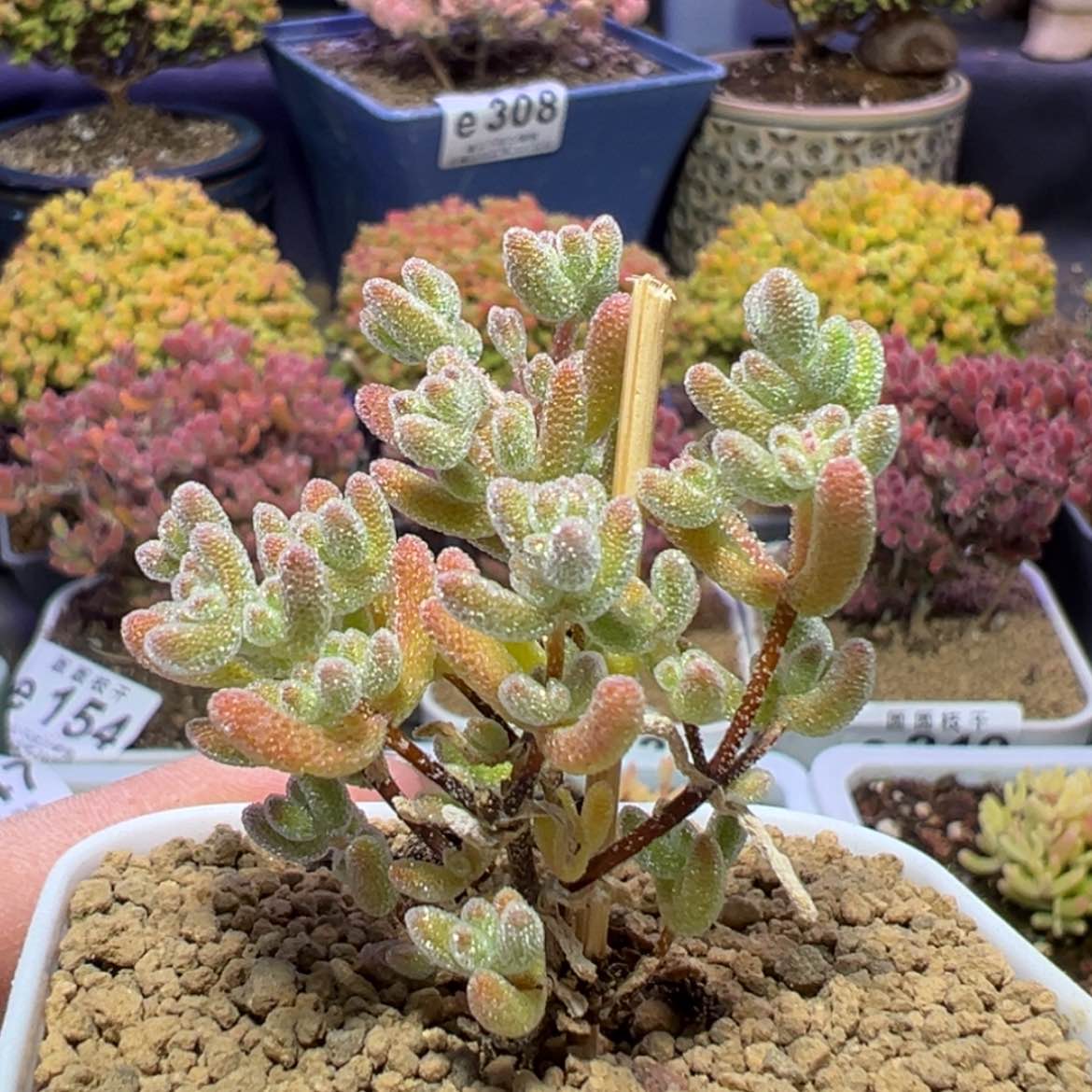 【闪购商品】e309小冰晶枝干番杏