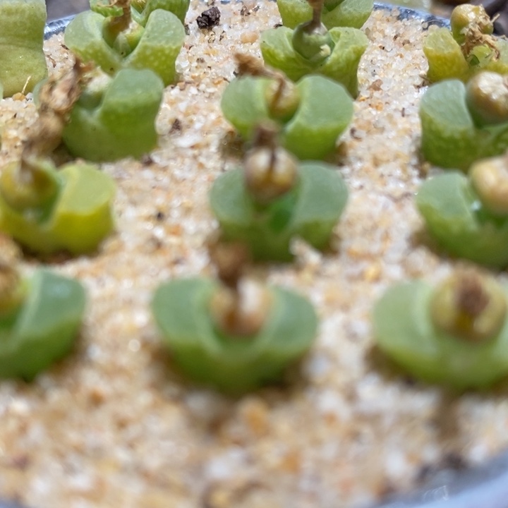 奶瓶-风铃一颗一颗