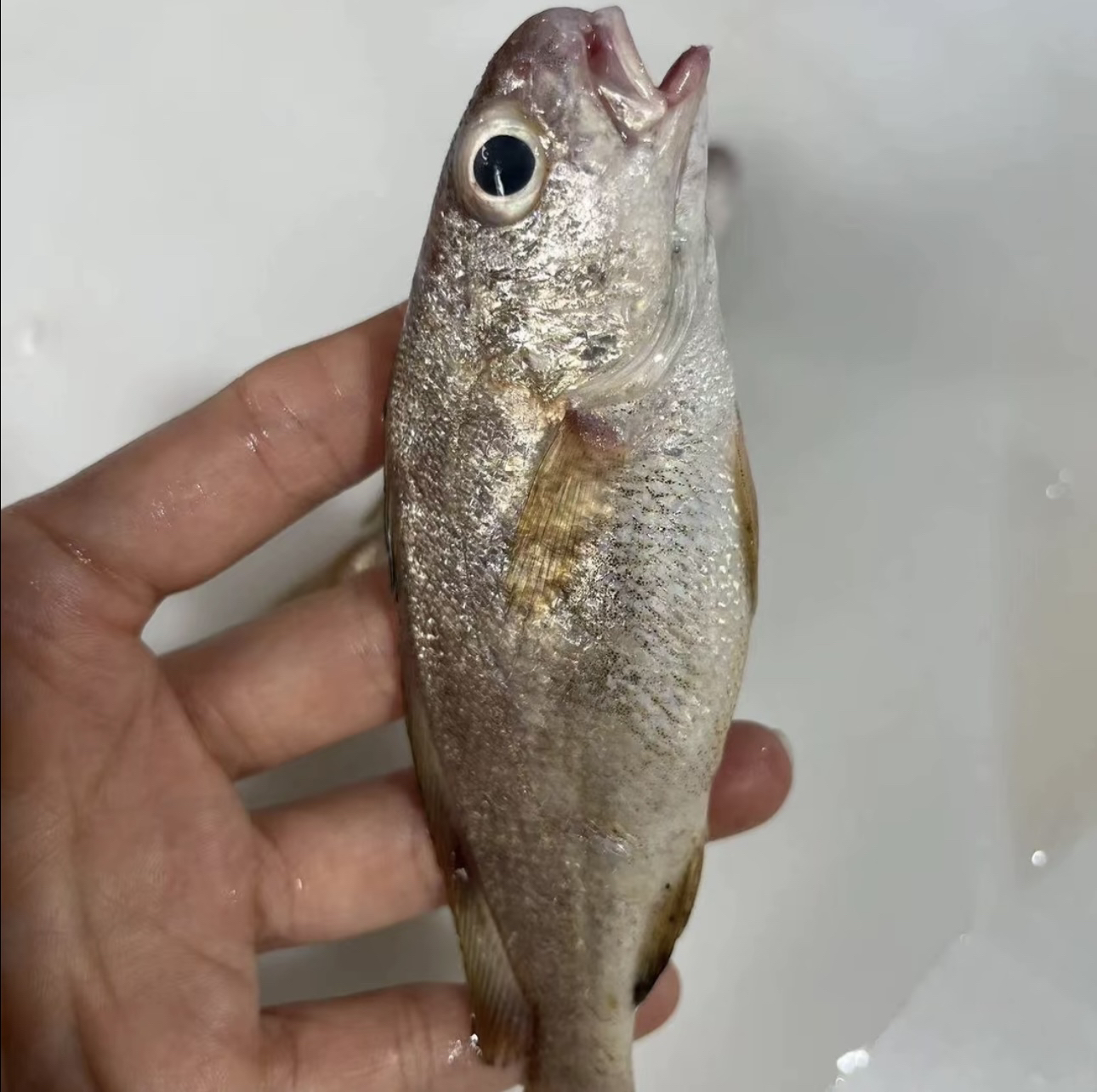 【划仔鱼】惠来神泉港本港浅海黄划仔【5包】新鲜野生海鱼速冻锁鲜